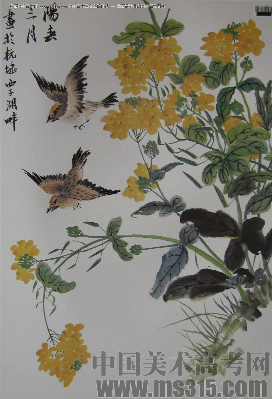 2009年中国美术学院中国画优秀试卷33（花鸟）