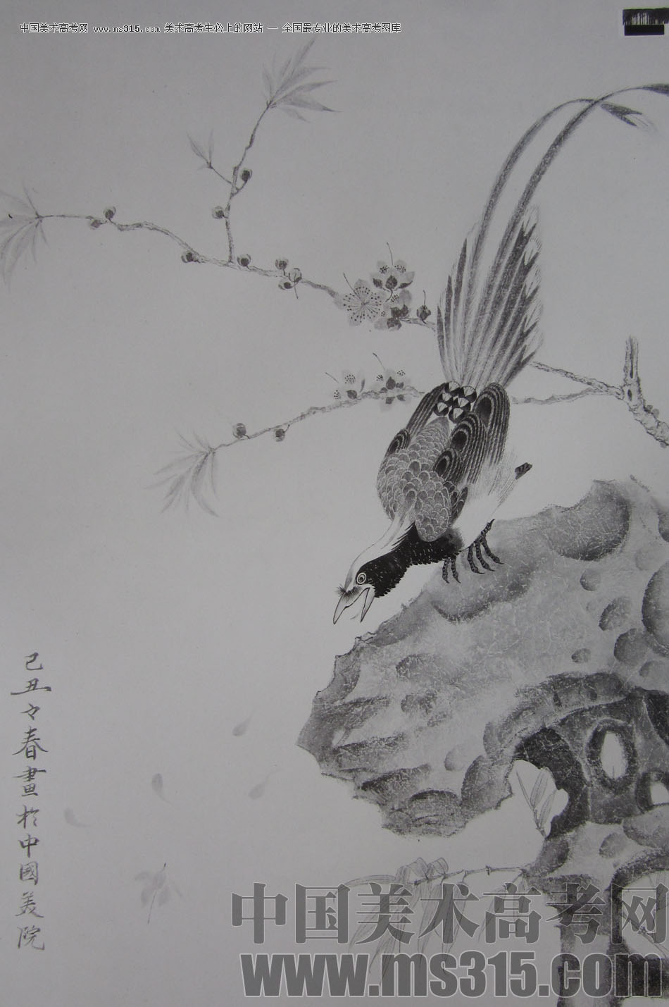 2009年中国美术学院中国画优秀试卷28（花鸟）
